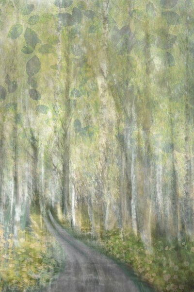 Sendero de ensueño por el bosque de Christina Sillen