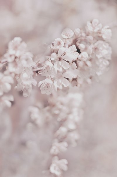 Flores rosas de ensueño de Christina Sillen