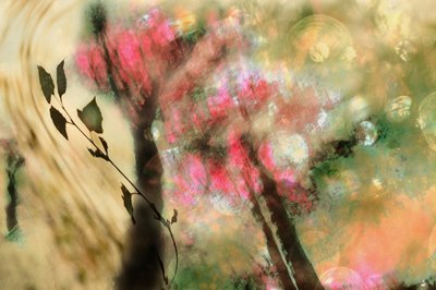 Follaje rosa de ensueño de Christina Sillen