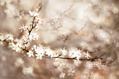 Flores blancas de ensueño de Christina Sillen