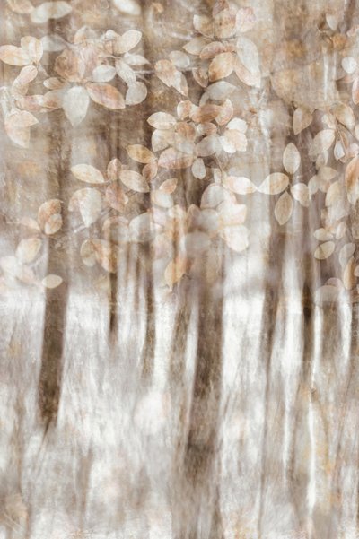 Hojas de bosque de ensueño de Christina Sillen
