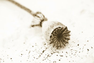 Cápsula de amapola seca de Christina Sillen