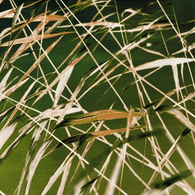 La belleza dinámica de la naturaleza de Christina Sillen