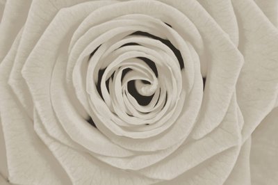 Elegante rosa blanca de Christina Sillen