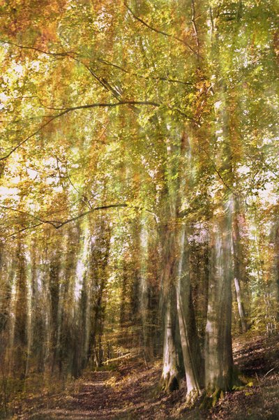 El sendero del bosque encantado de Christina Sillen