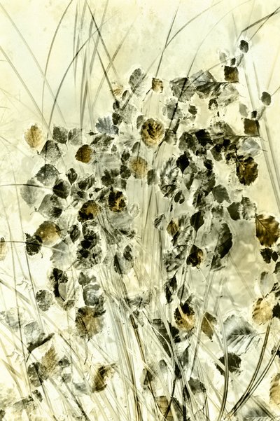 Formas botánicas etéreas de Christina Sillen