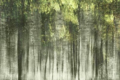 Luz del bosque etéreo de Christina Sillen