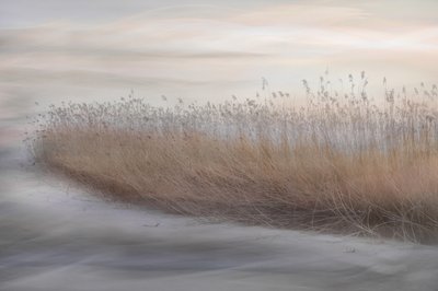 Cañas de los pantanos etéreos de Christina Sillen