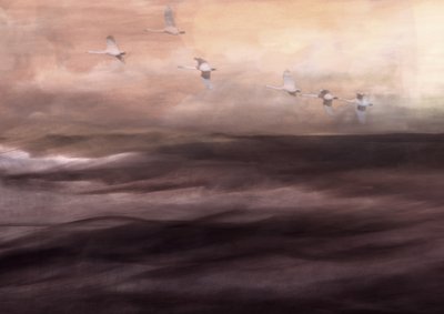 El vuelo etéreo del cisne de Christina Sillen