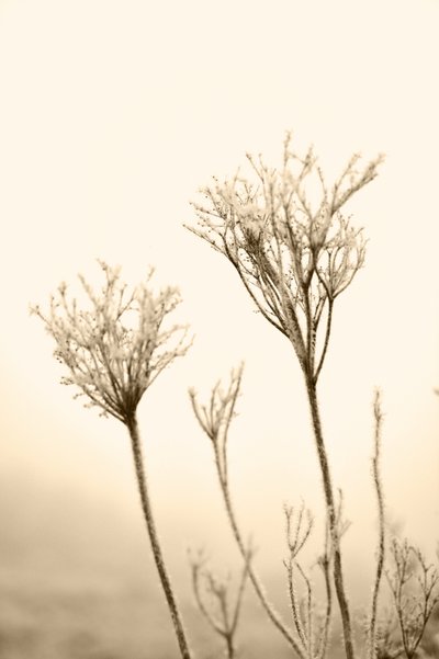 Plantas invernales etéreas de Christina Sillen