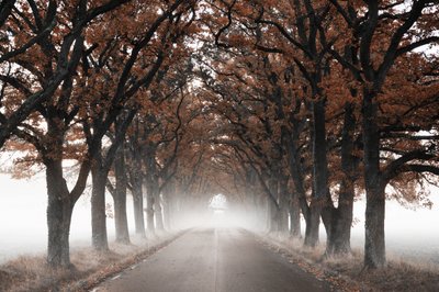 Túnel de árboles en otoño envuelto en niebla de Christina Sillen