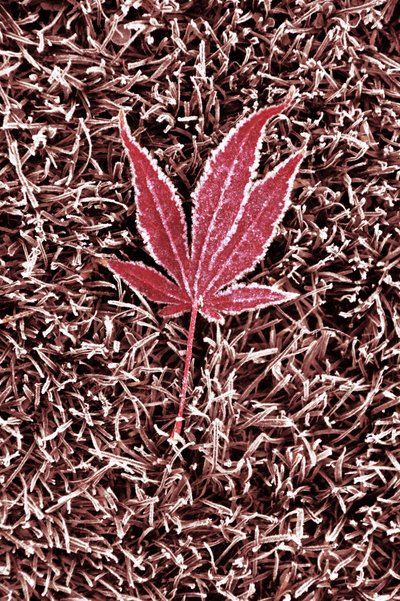 Hoja de arce roja escarchada de Christina Sillen