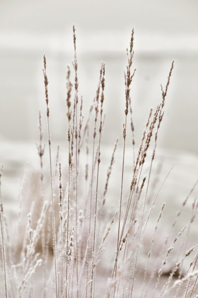 Hierba invernal cubierta de escarcha de Christina Sillen