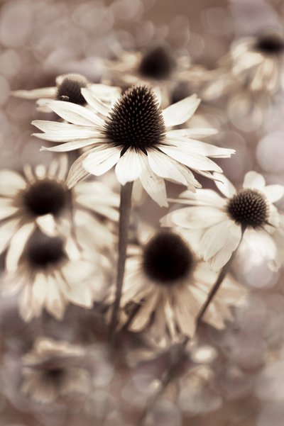 Echinacea sepia de Christina Sillen
