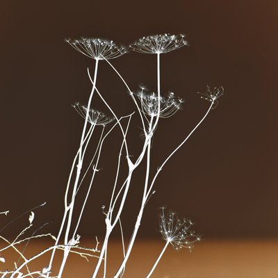 Formas botánicas luminosas de Christina Sillen