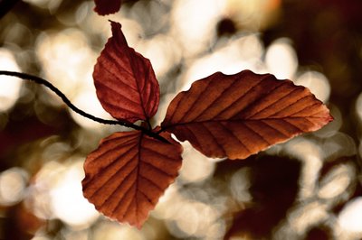 Hojas doradas de otoño de Christina Sillen