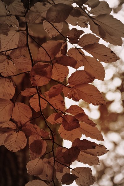 Hojas doradas de otoño de Christina Sillen