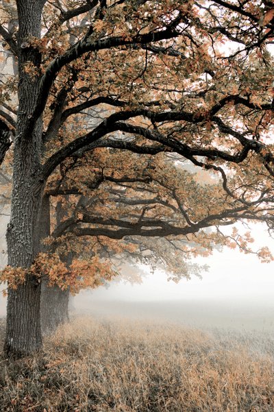 Niebla dorada de otoño de Christina Sillen