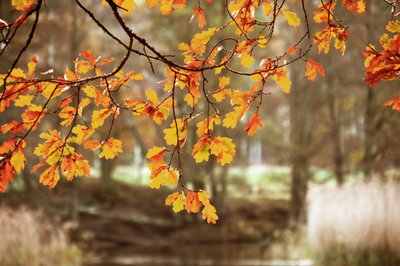 Hojas de roble en otoño dorado de Christina Sillen