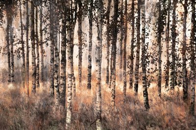 Bosque de abedules dorados de Christina Sillen