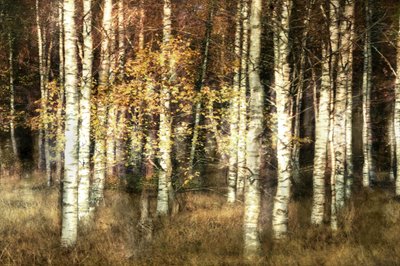 Bosque de abedules dorados de Christina Sillen