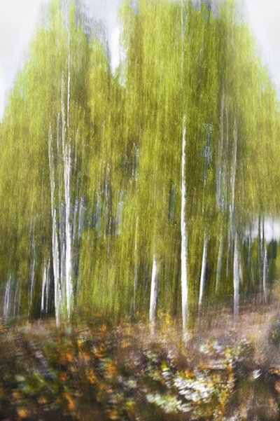 Resumen de «Bosque de abedules verdes» de Christina Sillen
