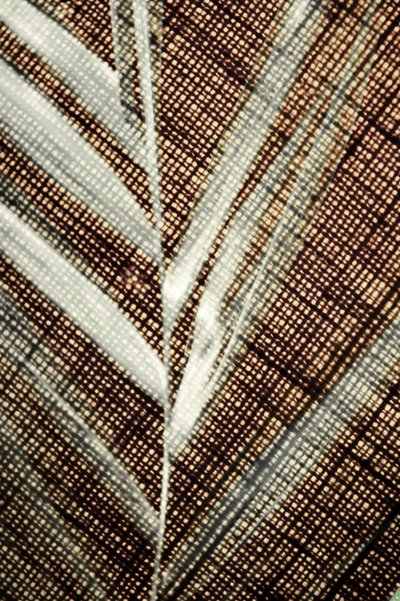 Detalle de una hoja intrincada de Christina Sillen