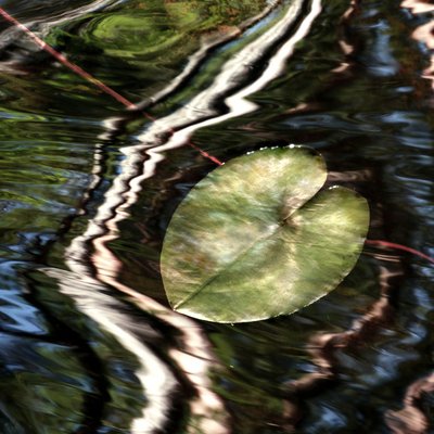 Reflejos en los nenúfares de Christina Sillen