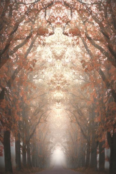 Avenida otoñal en la niebla de Christina Sillen