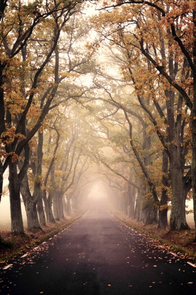 Carretera otoñal entre la niebla de Christina Sillen