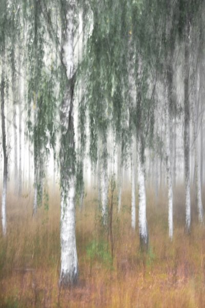 Bosque de abedules envuelto en niebla de Christina Sillen