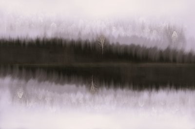 Reflejo de un abedul en la niebla de Christina Sillen