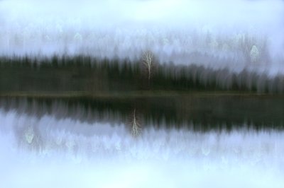 Reflejo de un abedul en la niebla de Christina Sillen