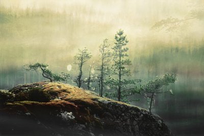Pinos del Bosque Brumoso de Christina Sillen