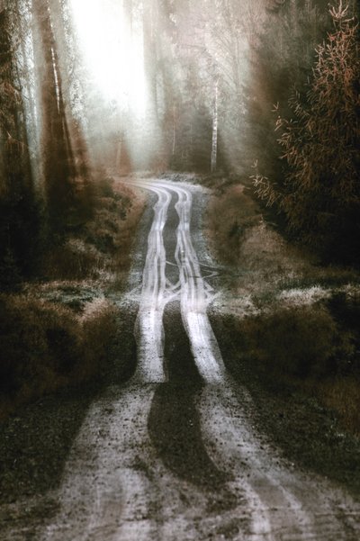 Camino del Bosque Brumoso de Christina Sillen