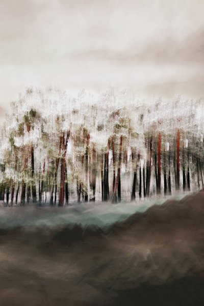 La serenidad del bosque brumoso de Christina Sillen