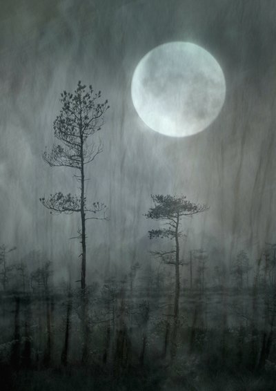 El Bosque de la Luna Brumosa de Christina Sillen