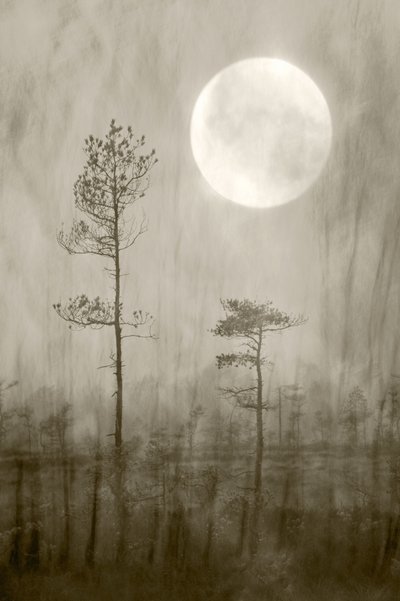 Misty Moon: Una novela de Christina Sillen