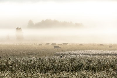 Vacas en una mañana brumosa de Christina Sillen