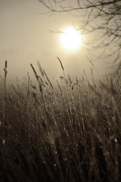 Sol matutino entre la niebla de Christina Sillen