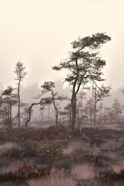  de Christina Sillen