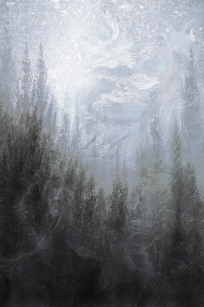 Bosque invernal brumoso de Christina Sillen