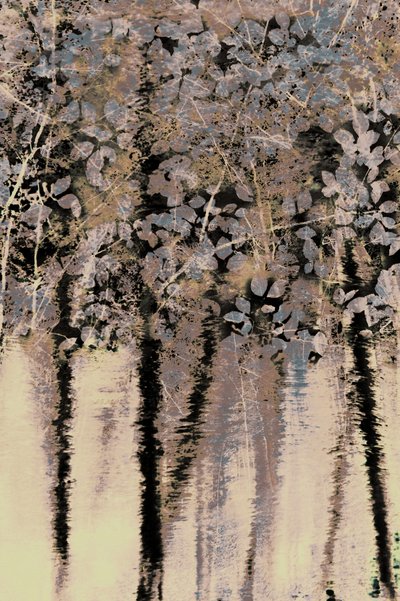 Reflexiones sobre el bosque de Moody de Christina Sillen