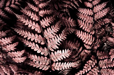 Helechos rosados melancólicos de Christina Sillen