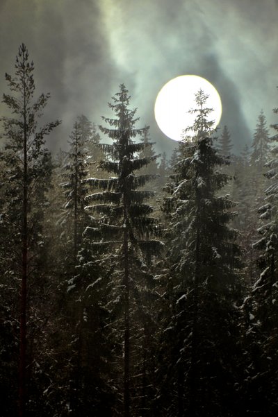 Bosque invernal a la luz de la luna de Christina Sillen
