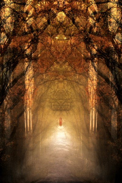 El túnel del bosque místico de Christina Sillen