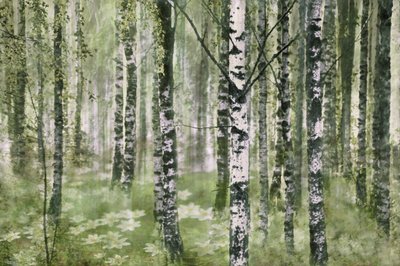 Tranquilo bosque de abedules de Christina Sillen