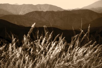 Hierba de la montaña Sepia de Christina Sillen