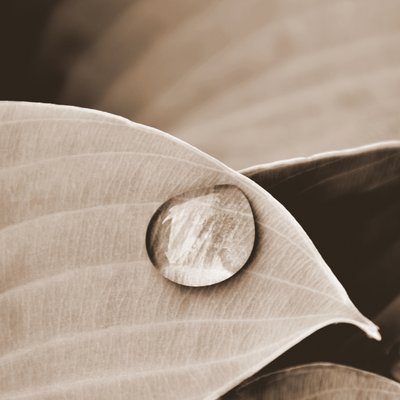 Una gota de agua en una hoja de Christina Sillen