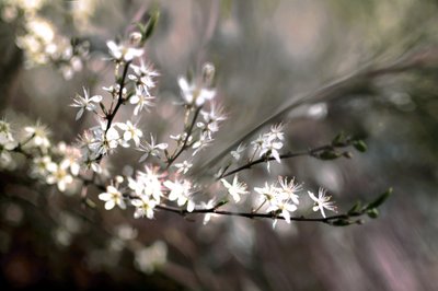 Flor de endrino de Christina Sillen